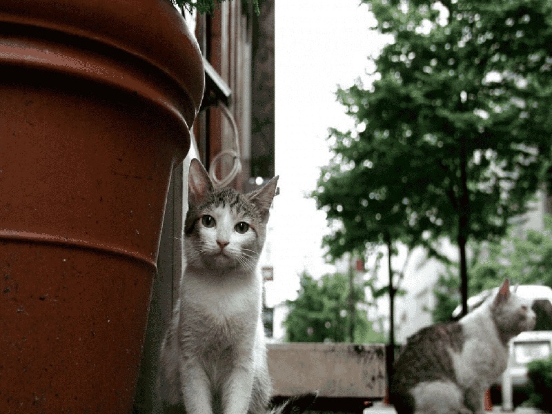 冷冻鲜胚费用是按个数没有手续能做试管试管婴儿几人